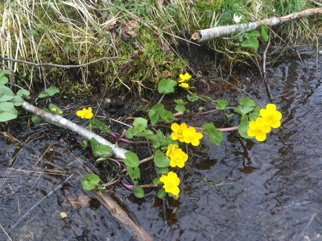 Blomster i vann